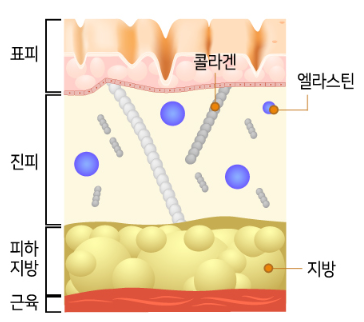노화로 인해 탄력을 잃은 피부 단면