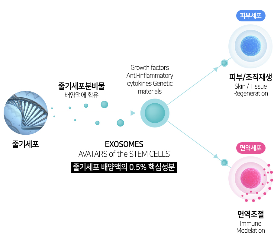 줄기세포 배양액 엑소좀 작용 과정 — 피부세포 재생 및 면역조절
