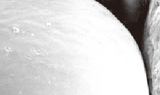 PCL microsphere SEM 사진